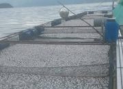 75 Ton Ikan Mati Massal di Danau Maninjau, Kerugian Capai Rp 1,875 M