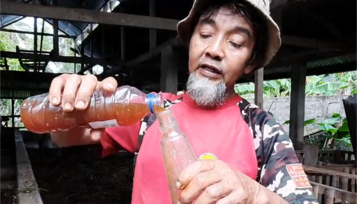 Peternak di Kamang Magek Gunakan Eco Enzyme untuk Atasi PMK