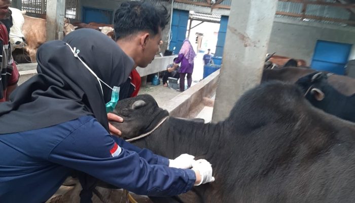 Cegah Penyebaran PMK, Distan Agam Siapkan 2000 Dosis Vaksin