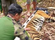 Tragis, Pria di Pelalawan Riau Tewas Diterkam Harimau Sumatera