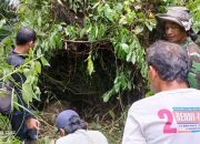 Ternak Warga di Matur Mati Dimangsa Harimau