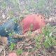 Terjabak Kebakaran Lahan, Petani di Kota Solok Tewas